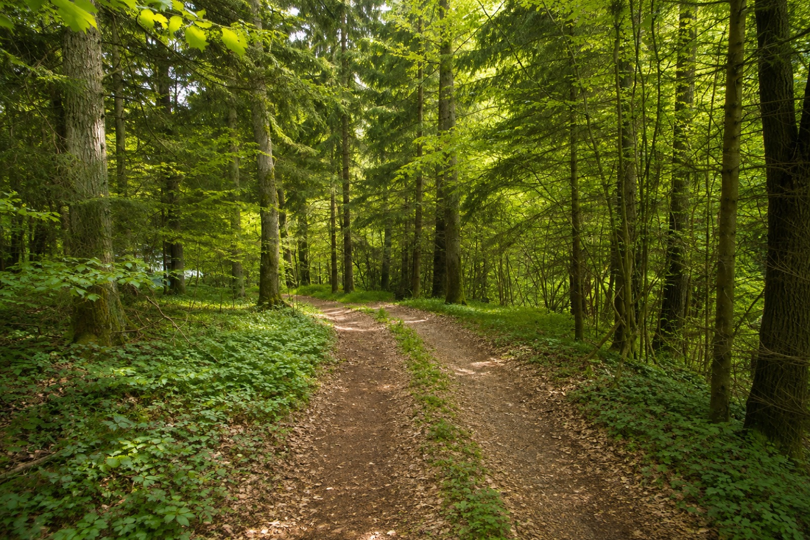 Waldweg im Wienerwald hinter dem Haus